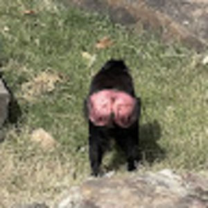 Meet your Posher, J-c